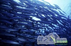 传台湾深海鱼含汞食用过多恐中毒