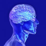 关于大脑的四个误区：脑袋巨细不影响智商