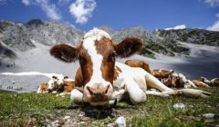 牛肉已成人类食谱中最大“环境杀手”